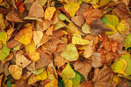Background from yellow and green leaves. Autumn photo taken in the forestの写真素材