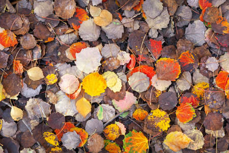 Background of colorful leaves. Autumn photo taken in the forest