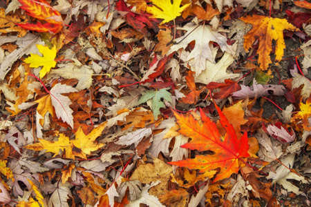 Autumn colorful orange, red and yellow maple leaves as background Outdoor.