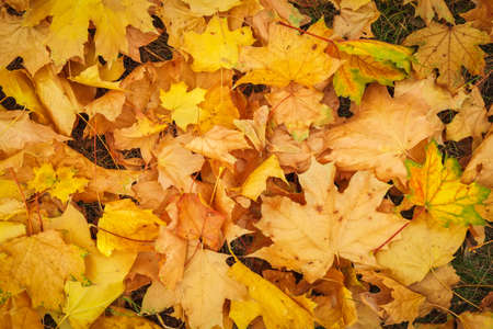 Autumn colorful orange, red and yellow maple leaves as background Outdoor.の写真素材