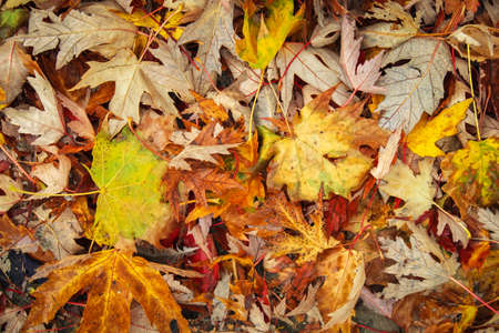 Autumn colorful orange, red and yellow maple leaves as background Outdoor.の写真素材