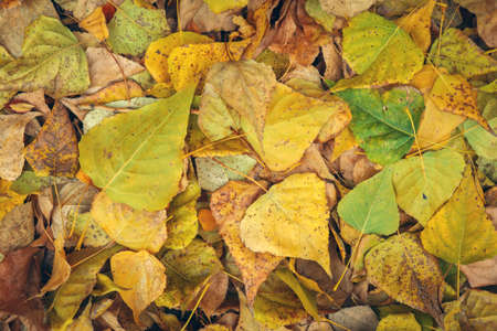 Background from yellow and green leaves. Autumn photo taken in the forestの写真素材