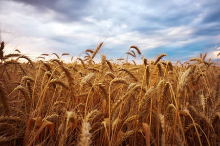 Golden ears of ripe wheat close up against a cloudy sky.の写真素材