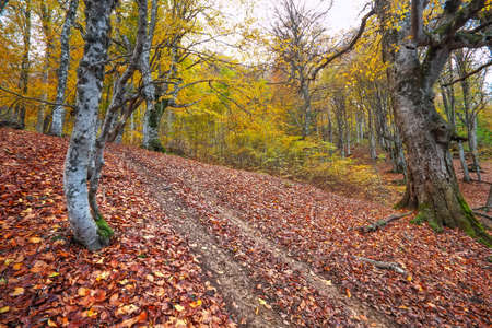 Trail through a mysterious dark old forest in fog. Autumn morning in Crimea. Magical atmosphere. Fairytaleの写真素材