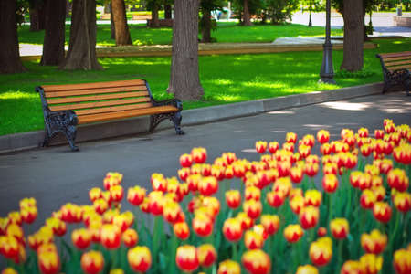 Flowers tulips grow in the park and benches. Rest in the spring.の写真素材