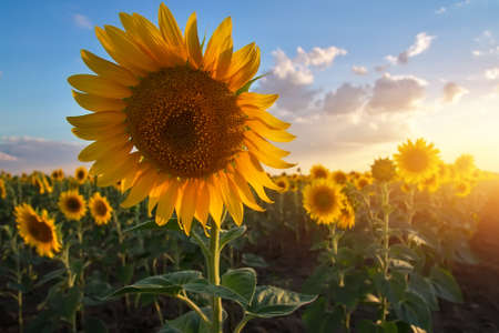 Close-up of a beautiful sunflower in a fieldの写真素材