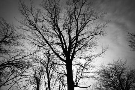 Dead tree against dark cloudy sky. Abstract backgroundの写真素材