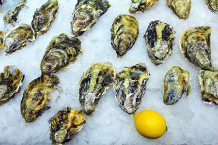 Fresh Oysters and one lemon on ice.の写真素材