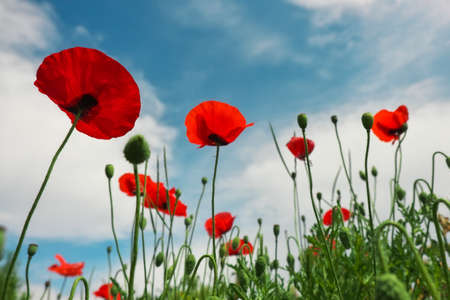 Beautiful flowers Poppies against the blue skyの写真素材