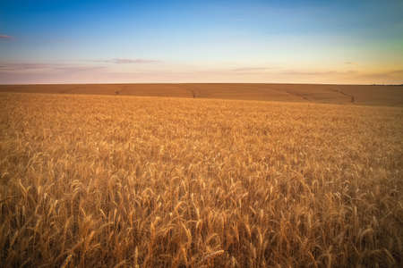 Wheat field at sunset. Beautiful evening landscape. Spikelets of wheat turn yellow. Magic colors of sunset lightの写真素材
