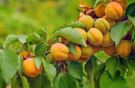 Branch of tree with apricot fruit closeupの写真素材