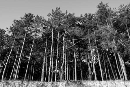 Many pines in the forest on the shore of the reservoir. Background of trees. Black and white photoの写真素材