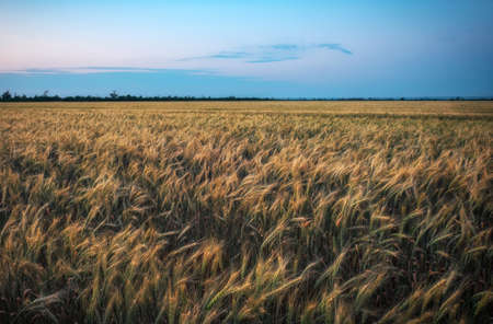Wheat field at sunset. Beautiful evening landscape. Spikelets of wheat turn yellow. Magic colors of sunset lightの写真素材