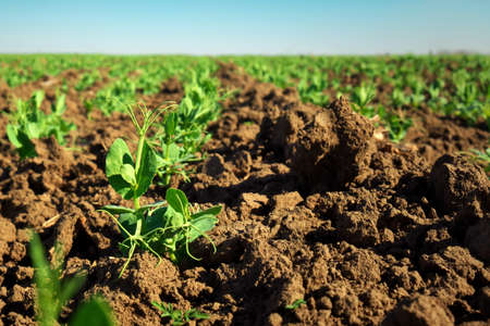 In the soil green pea sprout shoots. Green shoots in the garden. Vegetable pea in the field....