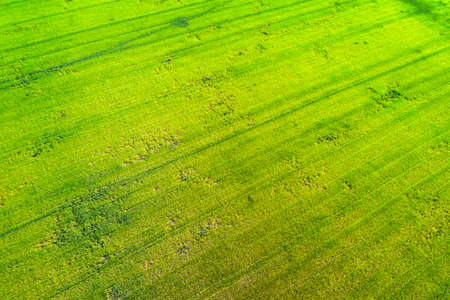 Natural grass texture. Aerial view of agricultural fieldの写真素材