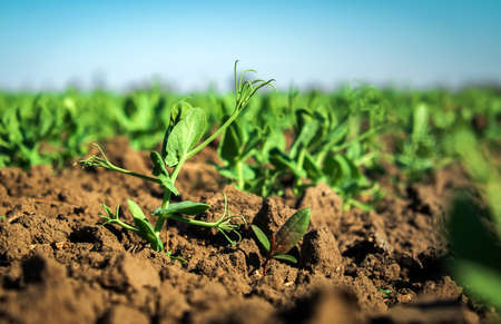 In the soil green pea sprout shoots. Green shoots in the garden. Vegetable pea in the field....