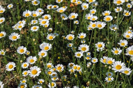 Chamomile flowers grow on a summer meadow の写真素材