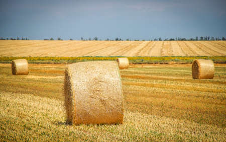 Round bales of hay in the field in harvest seasonの写真素材