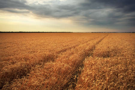 Meadow of wheat. Beautiful landscape.の写真素材
