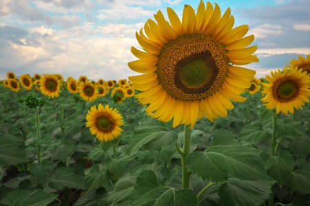 Sunflower natural background. Sunflowers blooming on cloudy day. Close-up of plants.の写真素材