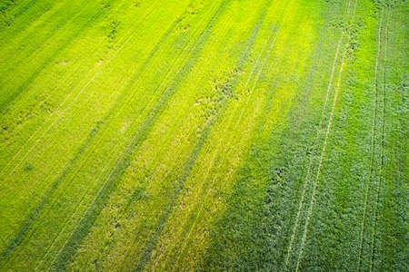 Natural grass texture. Aerial view of agricultural fieldの写真素材
