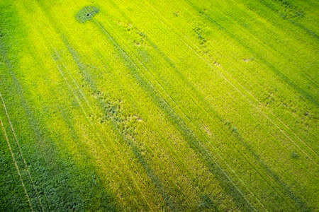 Natural grass texture. Aerial view of agricultural fieldの写真素材