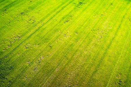 Natural grass texture. Aerial view of agricultural fieldの写真素材