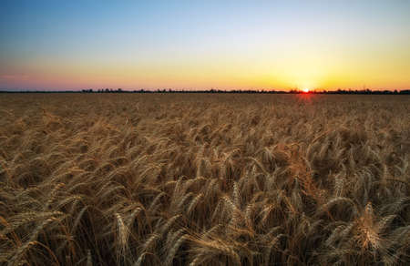 Wheat field. Ears of golden wheat close up. Beautiful Nature Sunset Landscape. Rural Scenery under Shining Sunlight. Background of ripening ears of meadow wheat field. Rich harvest Conceptの写真素材