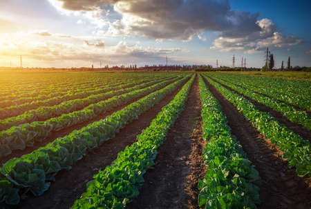 Landscape view of a freshly growing cabbage field. Sunset timeの写真素材