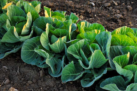 Landscape view of a freshly growing cabbage field.