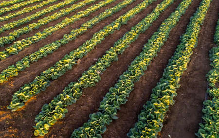 Cabbage plants in rows in a farm field, aerial view from drone.の写真素材