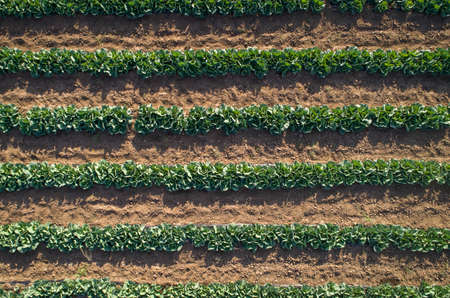 Cabbage plants in rows in a farm field, aerial view from drone.