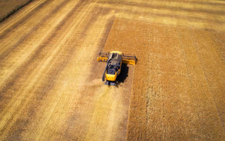 Aerial view of combine harvester harvesting wheat. Beautiful wheat field.