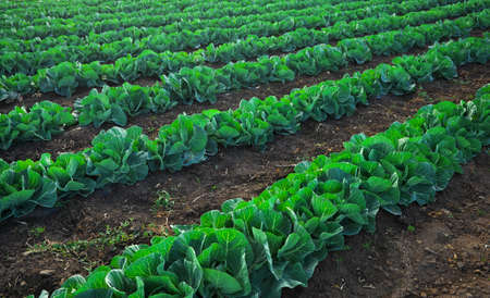 Landscape view of a freshly growing cabbage field.の写真素材