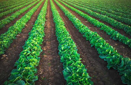 Landscape view of a freshly growing cabbage field.の写真素材