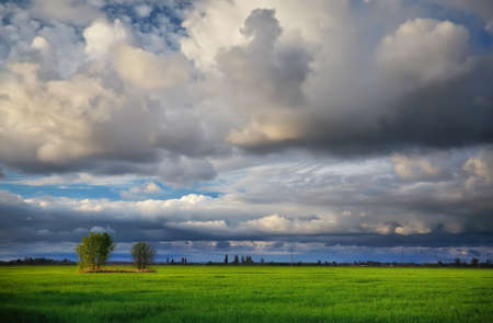 Lonely tree on a field with green young wheat. Beautiful landscape with dark rainy clouds. Composition of nature.の写真素材