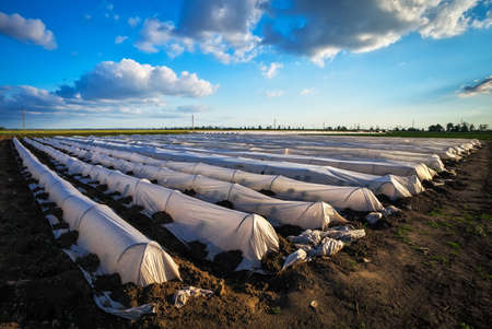 Beautiful landscape with greenhouses during sunset. Growing vegetables. Agricultureureの写真素材