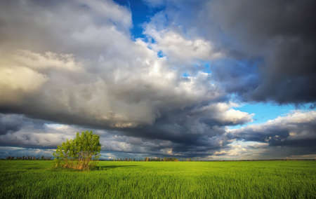 Lonely tree on a field with green young wheat. Beautiful landscape with dark rainy clouds. Composition of nature.の写真素材