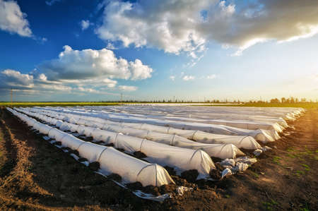 Beautiful landscape with greenhouses during sunset. Growing vegetables. Agricultureureの写真素材