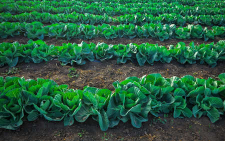 Landscape view of a freshly growing cabbage field.の写真素材