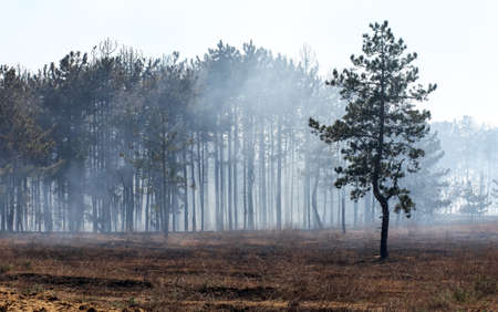 Burned forest, charred earth after the fire against the background of smoke and trees destruction landscapeの写真素材