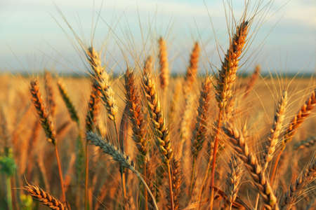Wheat field at sunset. Beautiful evening landscape. Spikelets of wheat turn yellow. Magic colors of sunset lightの写真素材