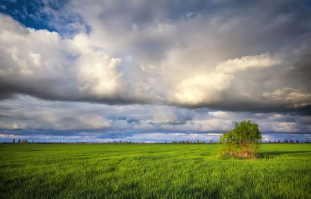 Lonely tree on a field with green young wheat. Beautiful landscape with dark rainy clouds. Composition of nature.の写真素材
