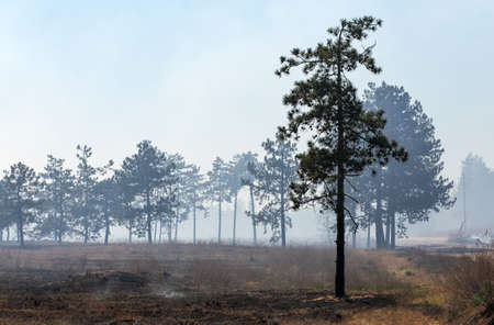 Burned forest, charred earth after the fire against the background of smoke and trees destruction landscapeの写真素材