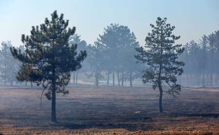 Burned forest, charred earth after the fire against the background of smoke and trees destruction landscapeの写真素材
