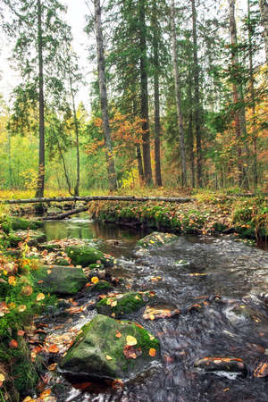 Autumn landscape, colorful leaves on trees, morning at river. Nature in autumn.