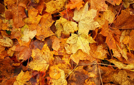 Autumn colorful orange, red and yellow maple leaves. Outdoor.の写真素材