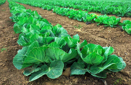 Landscape view of a freshly growing cabbage field.の写真素材