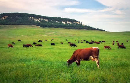Cows on green meadow. Composition of natureの写真素材
