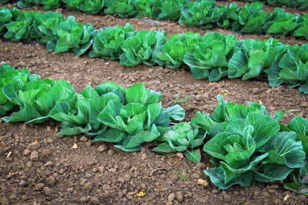 Landscape view of a freshly growing cabbage field.の写真素材